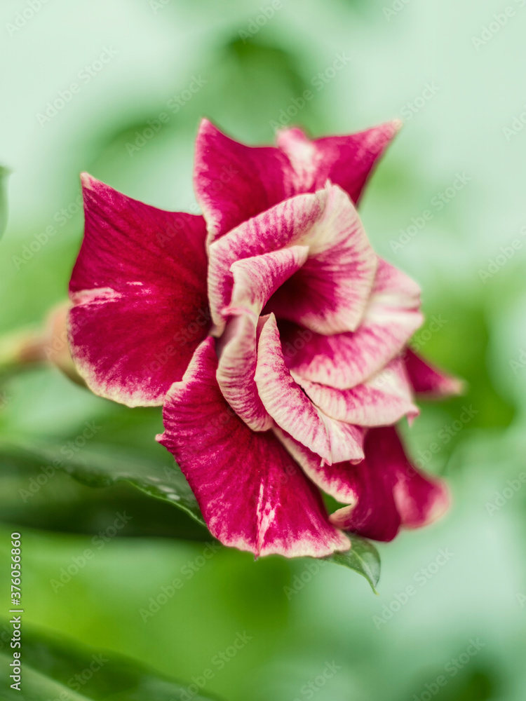 Red flower Adenium Obesum. Tropical flower, desert rose flower. Red flower Adenium Obesum. Tropical flower, desert rose flower.