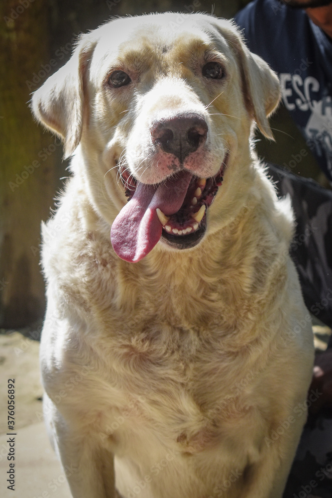 portrait of a dog portrait of a dog