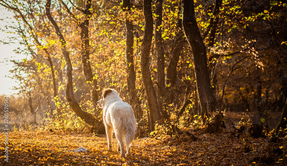autumn nature background white dog in forest autumn nature background white dog in forest