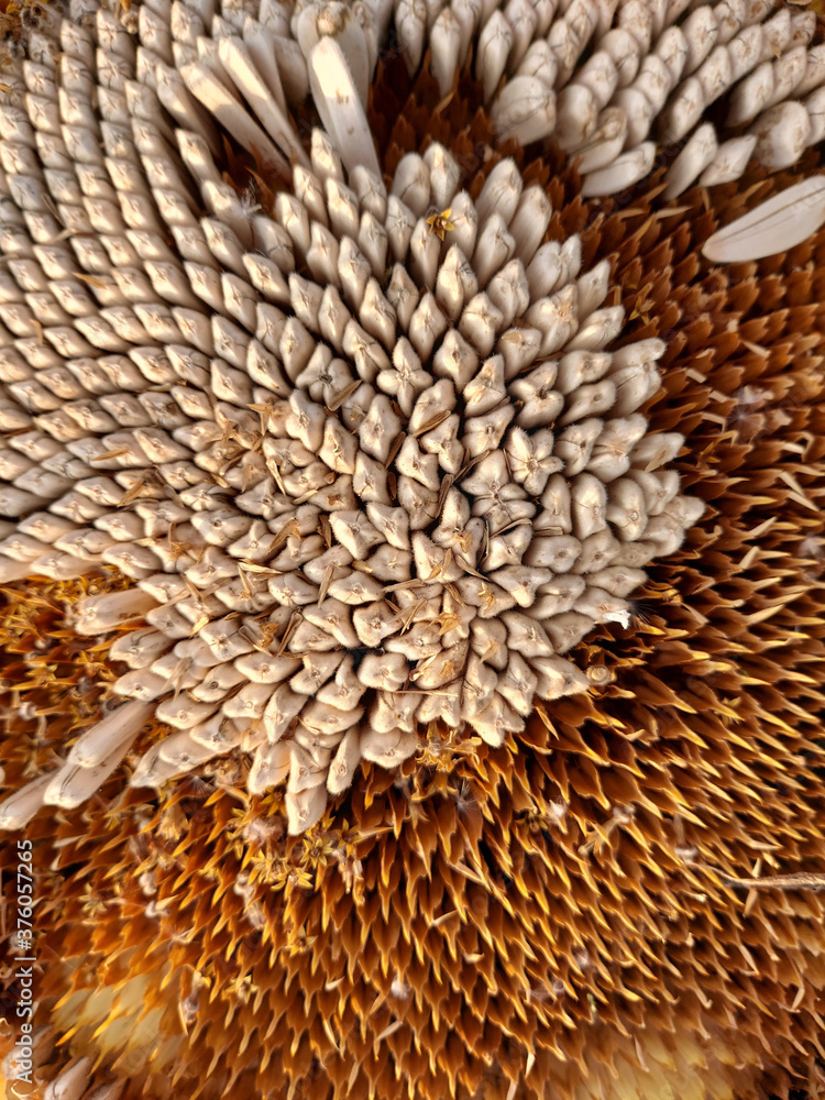 close up of a pine cone close up of a pine cone