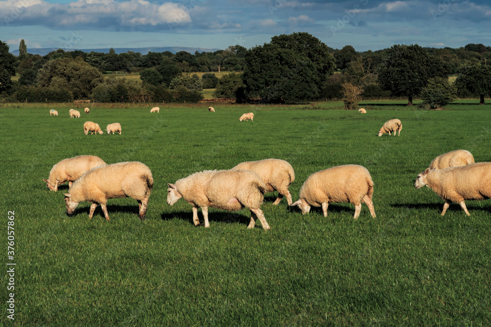 Sheep and lamb in the field Sheep and lamb in the field