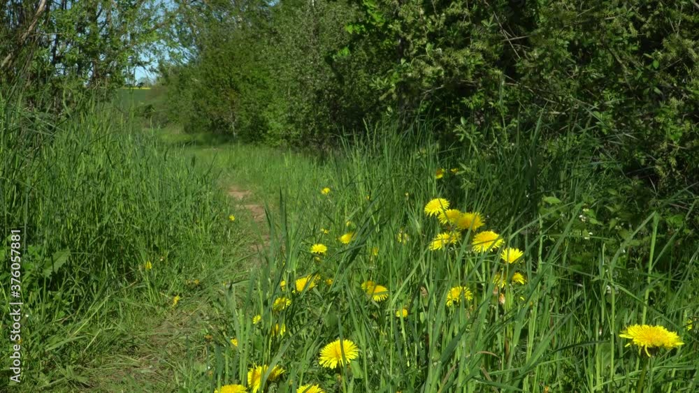 Blooming dandelions close-up on a sunny day near a trail. Summer season scenic landscape on a sunny day near a path that overgrown with wild grass in a rural area.