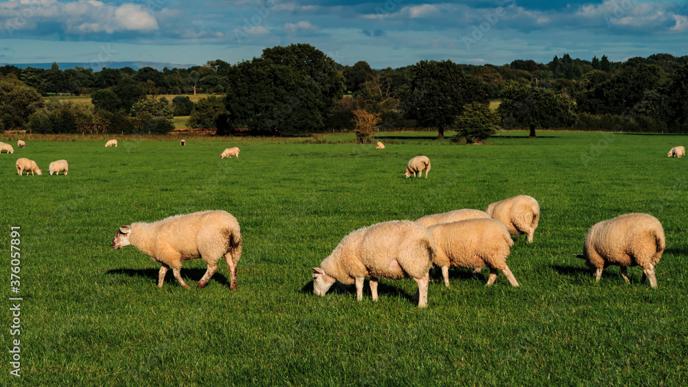 Sheep and lamb in the field