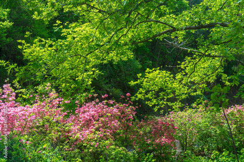 Wuhan cloud and mist mountain scenery in spring