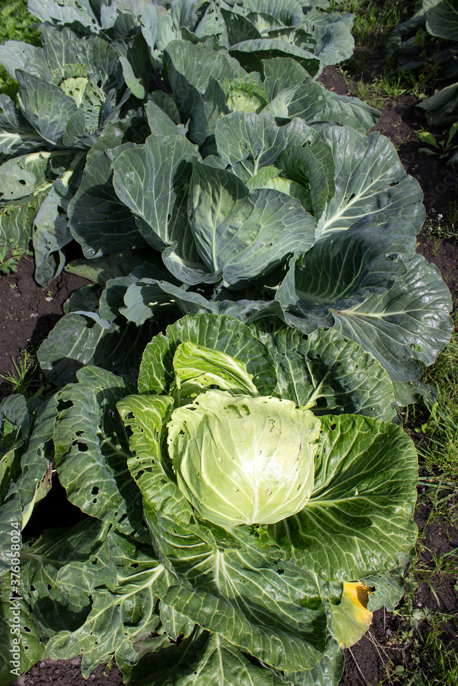 A bed of cabbage with large juicy green leaves and one head of cabbage A bed of cabbage with large juicy green leaves and one head of cabbage