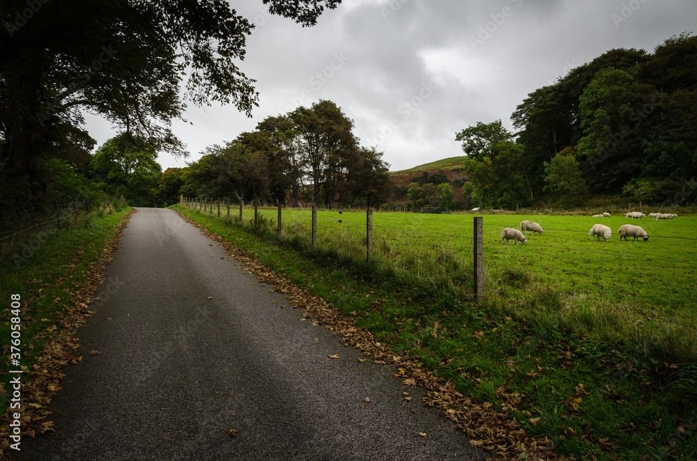 Asphalt road by the side of a fenced green field with grazing sheep, Argyll, Scotland
