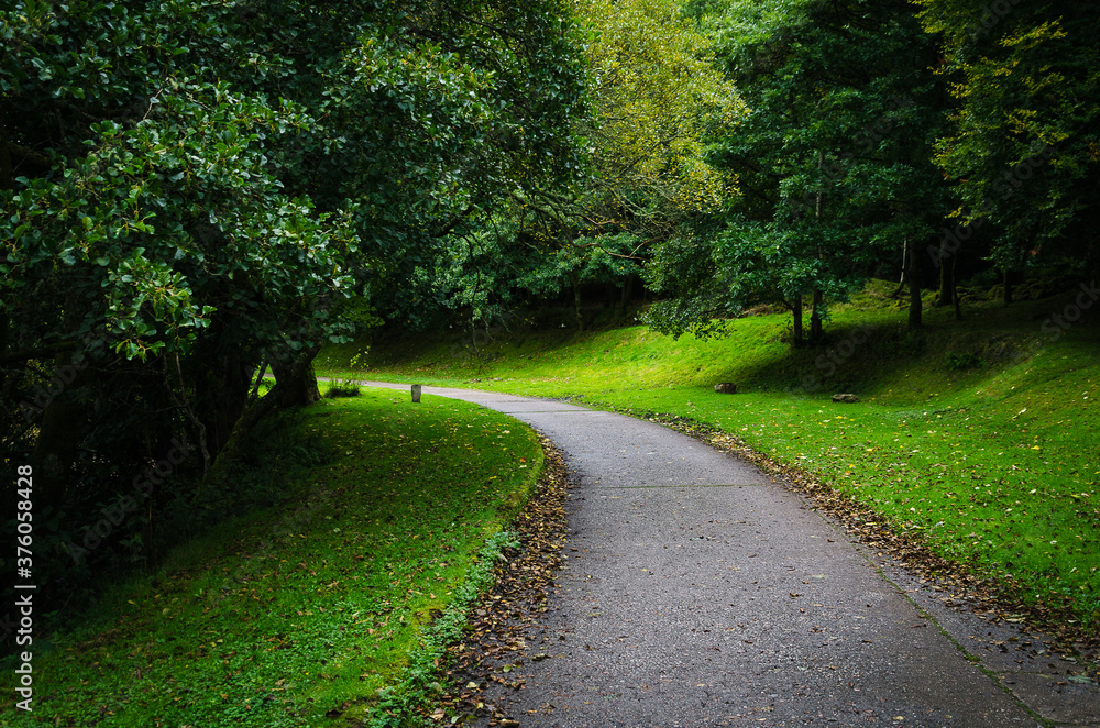 A path among the green trees, Argyll, Scotland, United Kingdom