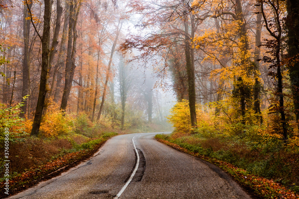 curvy road in beautiful foggy forest in autumn