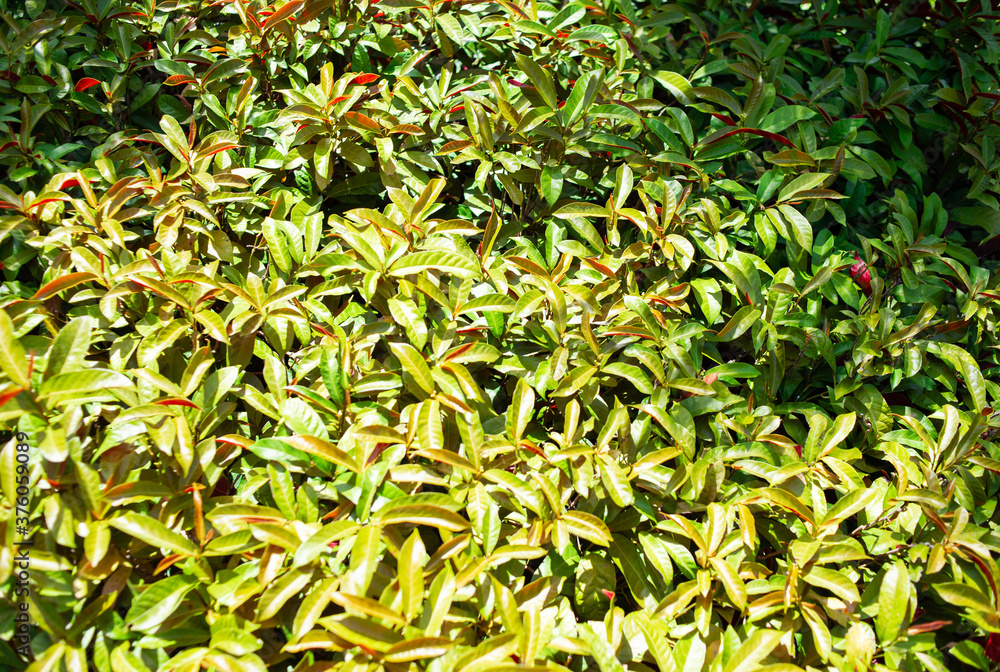 Fototapeta premium Natural fresh green leaf background