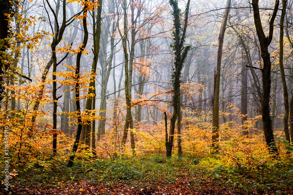 beautiful foggy forest in autumn