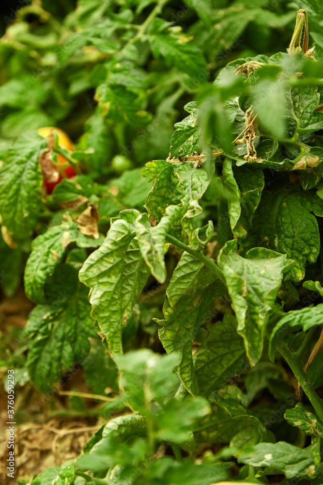 shrubs of natural organic tomatoes in the garden. selective focus, small focus area shrubs of natural organic tomatoes in the garden. selective focus, small focus area