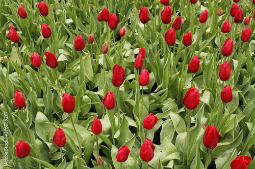 Dutch garden, tulips photo