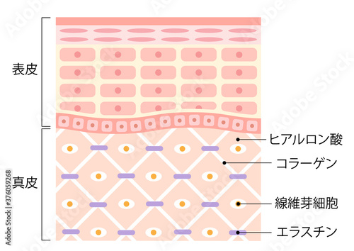 健康な肌　断面図