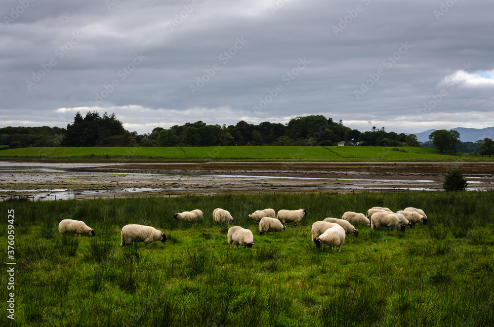 Fototapeta premium A flock of sheep in the countryside with a stormy sky, Loch Laich, Scotland, United Kingdom