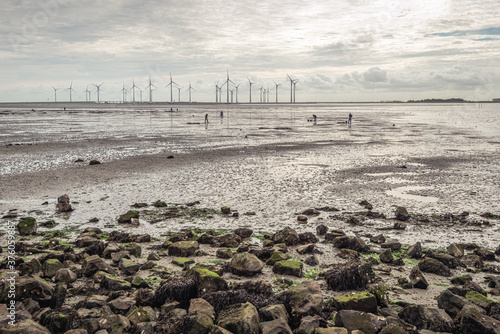 Fotografie Men are digging sea fishing baits at low tide in a former Dutch estuary
