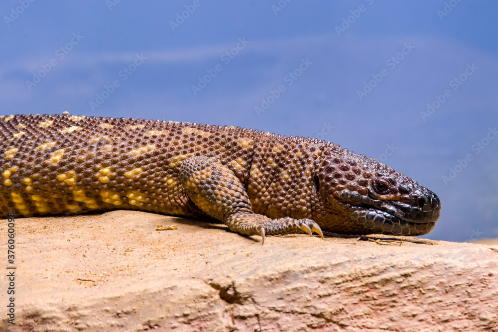 The Mexican beaded lizard (Heloderma horridum) is a species of lizard in the family Helodermatidae, one of the two species of venomous beaded lizards found principally in Mexico and southern Guatemala The Mexican beaded lizard (Heloderma horridum) is a species of lizard in the family Helodermatidae, one of the two species of venomous beaded lizards found principally in Mexico and southern Guatemala