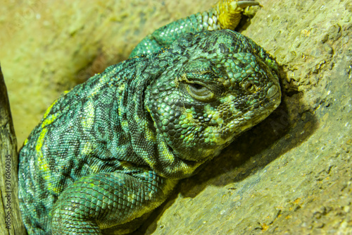 ornate mastigure  Uromastyx ornata  is a species of lizard in the family Agamidae. These medium-sized lizards are among the most colorful members of the genus.
