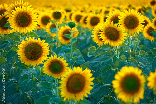 bright sunflower field  a beautiful landscape on a summer day