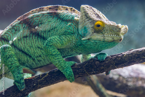 The Parson's chameleon (Calumma parsonii) is a large species of chameleon, a lizard in the family Chamaeleonidae. It is endemic to Madagascar. 
