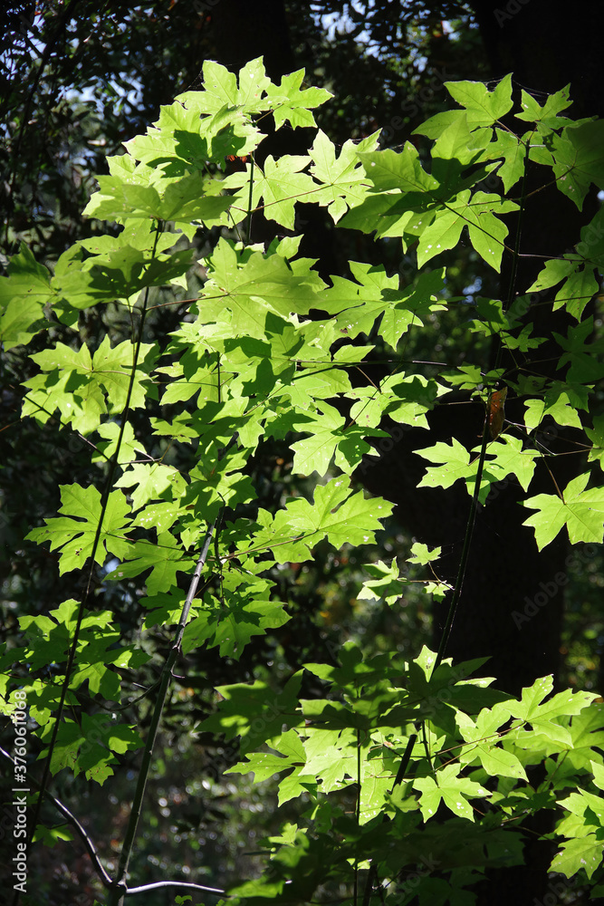 Sunlit fresh green leaves of a young maple tree inside a redwood grove Sunlit fresh green leaves of a young maple tree inside a redwood grove