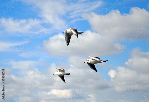 Three seagulls