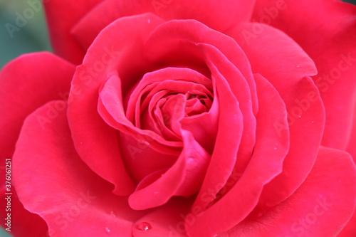 Wallpaper Mural pink rose close up Torontodigital.ca