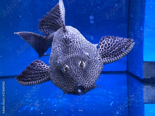 Großer Wels im Aquarium, auch für den Teich geeignet. photo