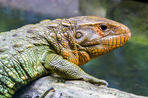 The Northern caiman lizard lies on the trunk.  It is a species of lizard found in northern South America. The body of the caiman lizard is very similar to that of a crocodile. 