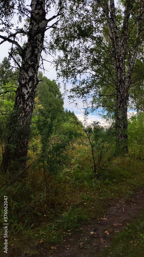trees in the forest trees in the forest