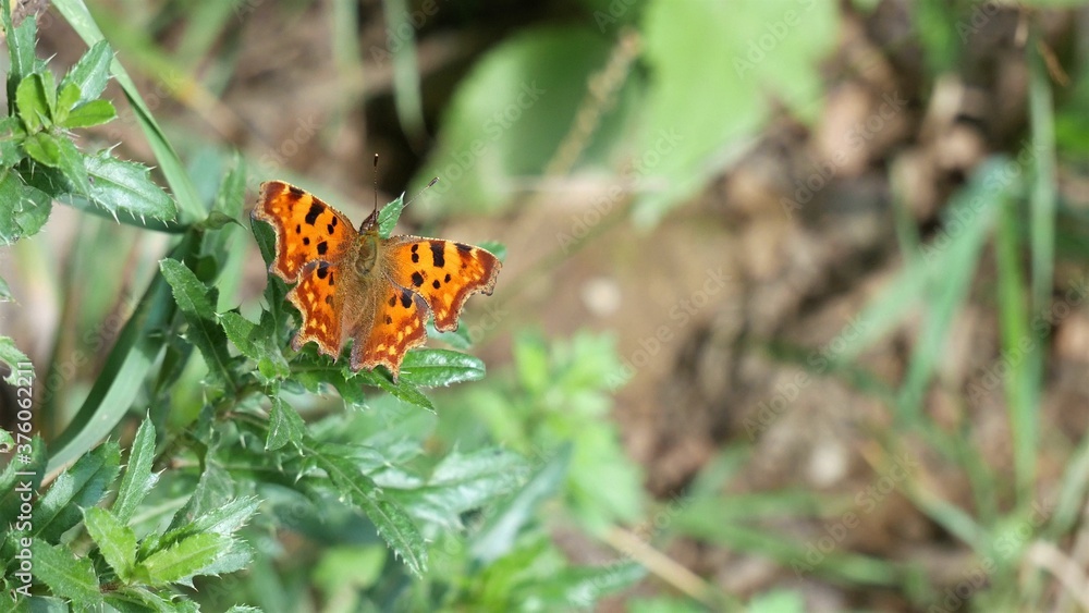 A polygon butterfly sits on a thorny bush.. A polygon butterfly sits on a thorny bush..