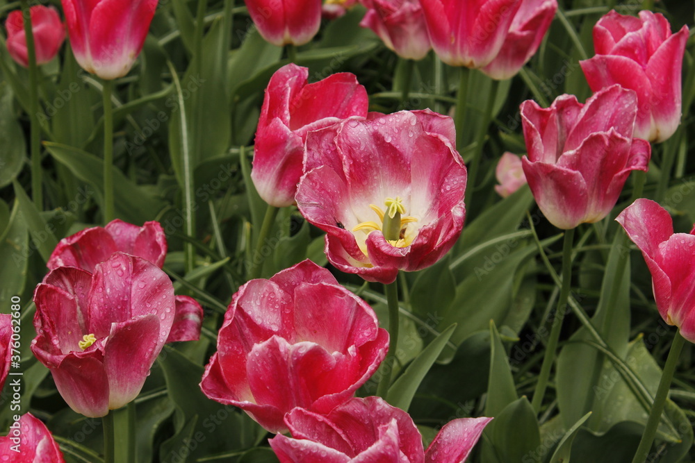 Tulips and gardens in spring Tulips and gardens in spring