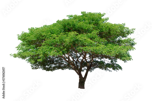 Green tree isolated on white background with clipping path