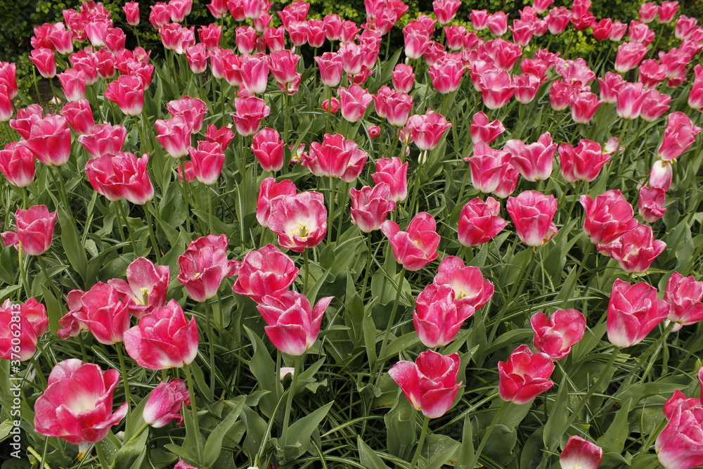 Tulips and gardens in spring Tulips and gardens in spring