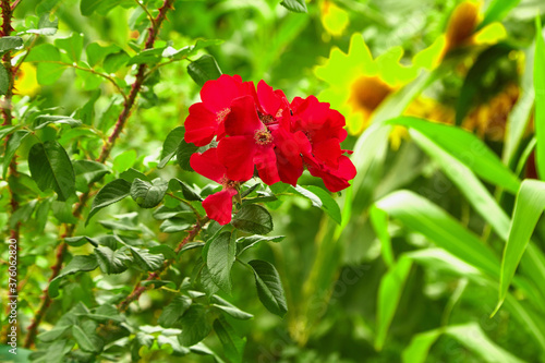 natural wild roses in the garden. natural and organic vegetables. selective focus