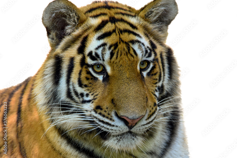 Tiger Panthera - tigris altaica isolated on white background