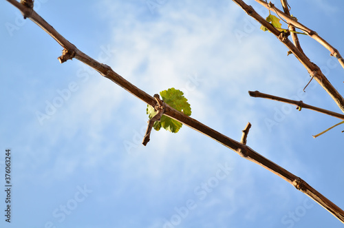 A grape leaf on a pruned vine against a blue sky in autumn