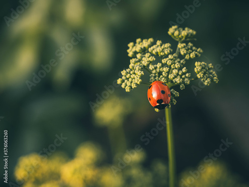 Lone ladybird