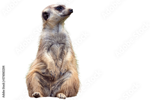 Fotografi Suricata suricatta, African native animal, small Portrait of Meerkat carnivore