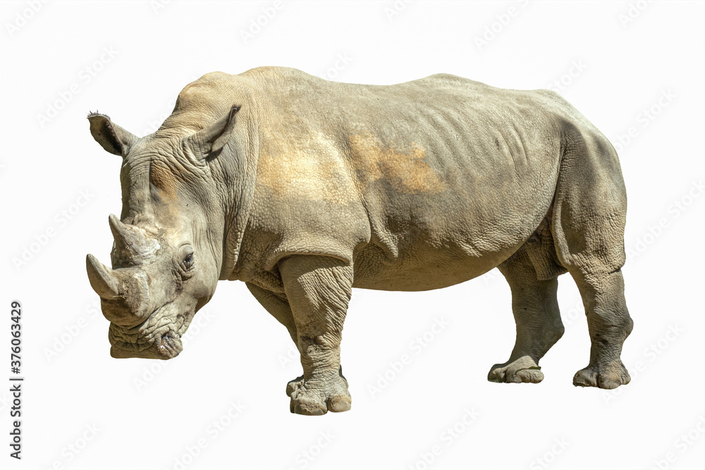 The white rhinoceros or square-lipped rhinoceros (Ceratotherium simum) - isolated on a white background The white rhinoceros or square-lipped rhinoceros (Ceratotherium simum) - isolated on a white background