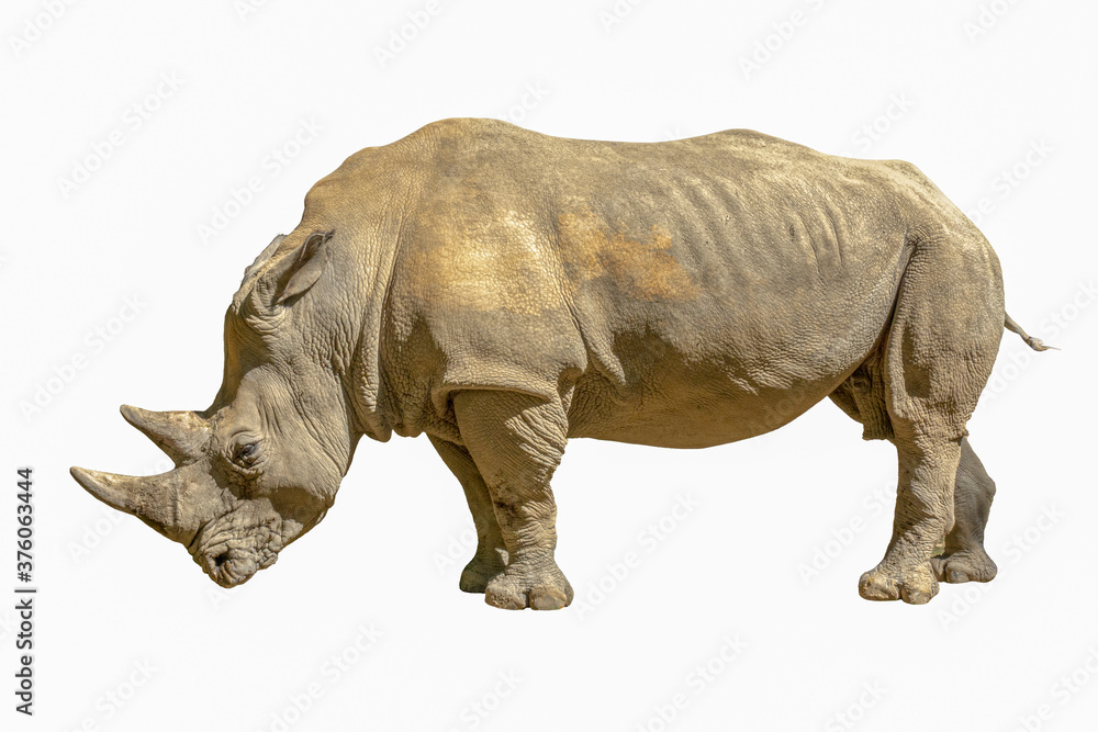 Fototapeta premium The white rhinoceros or square-lipped rhinoceros (Ceratotherium simum) - isolated on a white background 