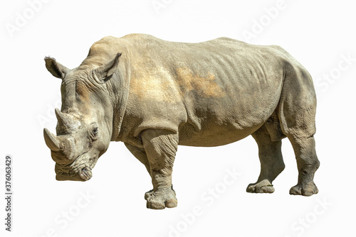 The white rhinoceros or square-lipped rhinoceros  Ceratotherium simum  - isolated on a white background 