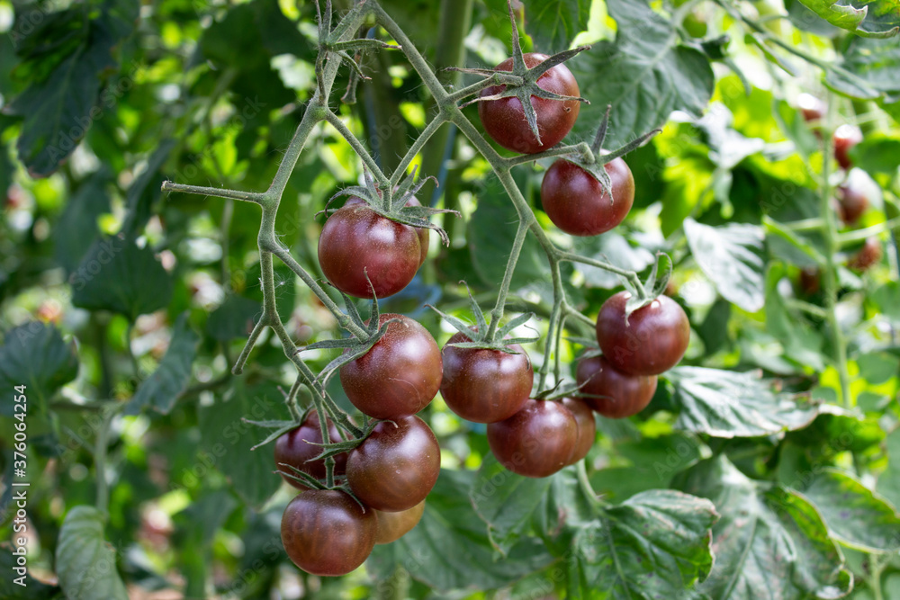 A bunch of brown black tomatoes in a greenhouse A bunch of brown black tomatoes in a greenhouse