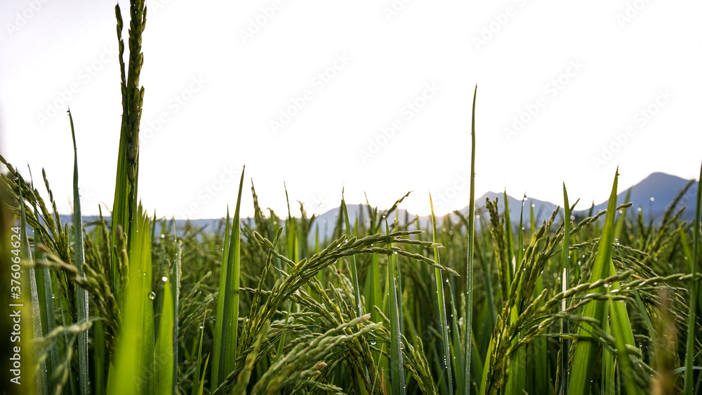 Fototapeta premium green wheat field