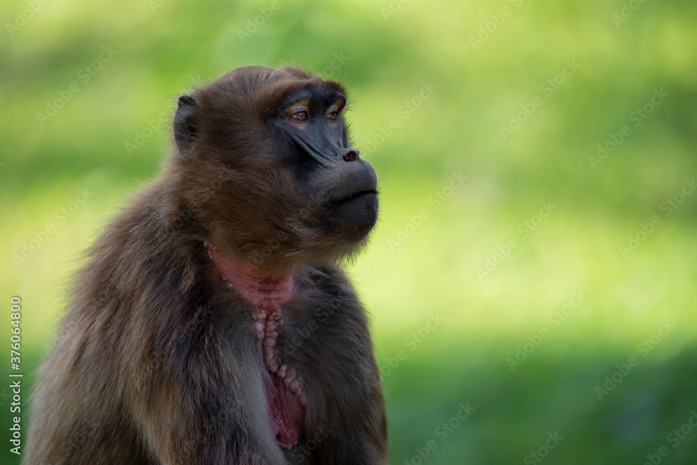 Detail portrait of monkey Gelada Baboon (Theropithecus gelada). Detail portrait of monkey Gelada Baboon (Theropithecus gelada).