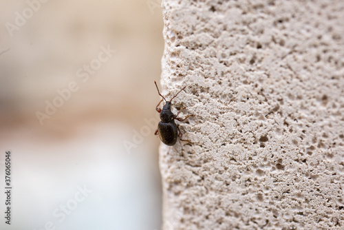 Insect, beetle crawling on a stone wall, insects in the summer on the street