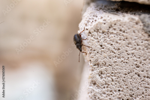 Insect, beetle crawling on a stone wall, insects in the summer on the street