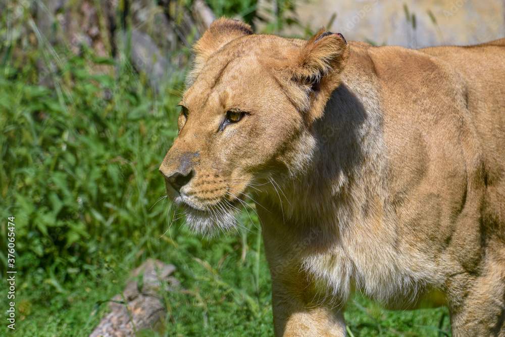 Portrait of a big female African lion ( Panthera leo ) Portrait of a big female African lion ( Panthera leo )