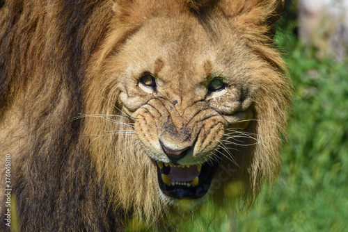 Big male African lion   Panthera leo   Close up of a lion s face with bare teeth 
