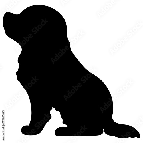 Silhouette of Cavalier King Charles Spaniel sitting in side view