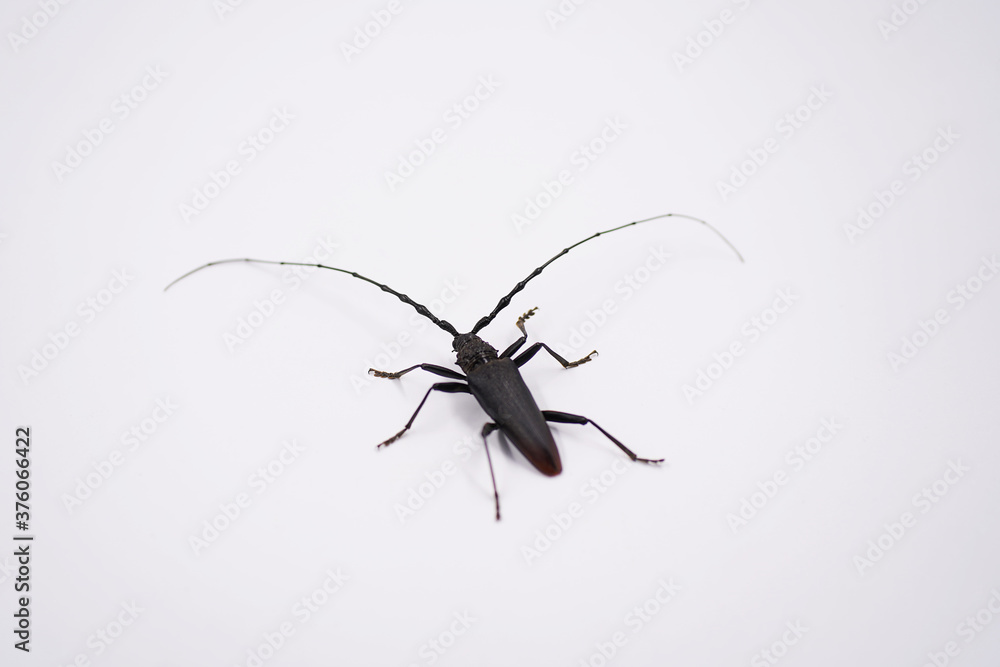 cerambyx cerdo beetle, isolated on white background cerambyx cerdo beetle, isolated on white background